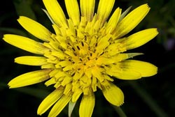 tragopogon pratensis thumbnail graphic